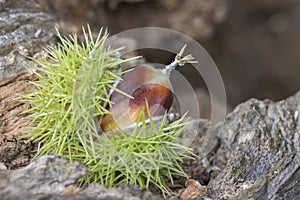 A sweet chestnut on Southampton Common