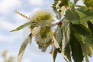 Sweet chestnut tree