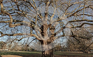 Sweet Chestnut tree at Acton public park, Very old large tree with a huge tree trunk on grassland, The giant grandfather tree at