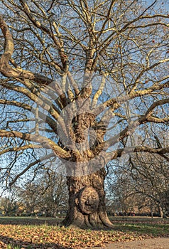 Sweet Chestnut tree at Acton public park, Very old large tree with a huge tree trunk on grassland, The giant grandfather tree at