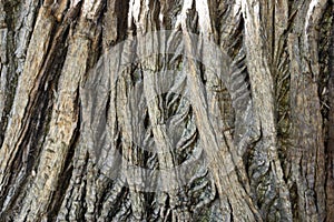 Sweet chestnut tree bark