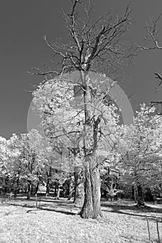 Sweet chestnut tree