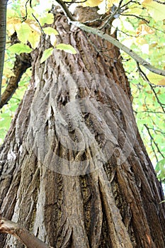 Sweet chestnut tree