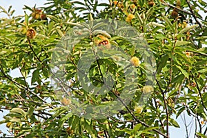 Sweet chestnut tree with fruits photo