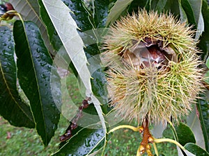 Sweet chestnut, tree with fruits