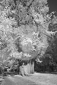 Sweet chestnut tree in infrared