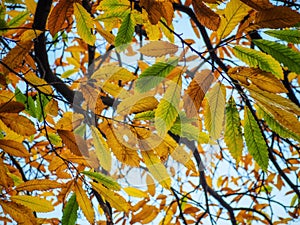 Sweet Chestnut Tree Leaves