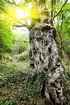 Sweet chestnut tree trunk