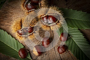 Sweet Chestnuts - Castanea sativa
