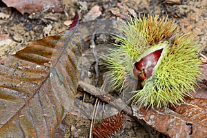Sweet chestnuts (Castanea sativa) on ground photo