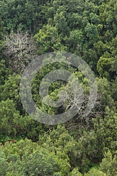 Sweet chestnuts and evergreen forest. photo