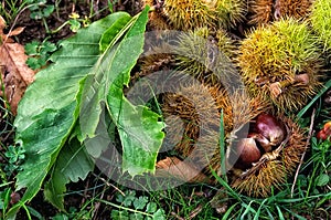 Sweet chestnuts, fruit of chestnuts tree (Castanea sativa)