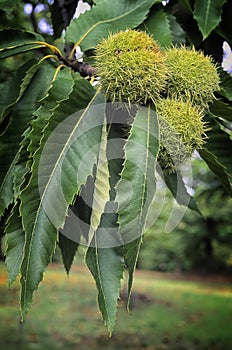 Sweet chestnuts, fruit of chestnuts tree (Castanea sativa) photo