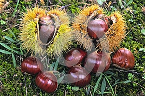 Sweet chestnuts, fruit of chestnuts tree (Castanea sativa) photo