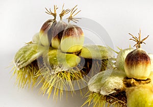 Sweet Chestnuts