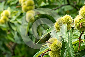 Sweet chestnuts growing on a tree
