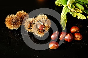 Sweet chestnuts, leaves, spiny cupules