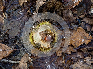 Sweet Chestnuts and Leaves in Woodland