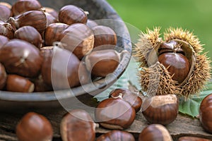 Sweet chestnuts rustic composition on daylight photo