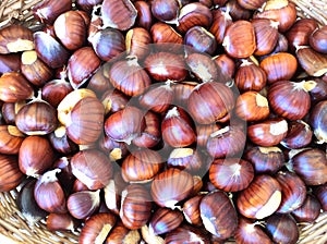 Sweet chestnuts self collected in woodland in autumn