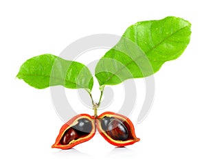 Sweet chestnuts (Sterculia monosperma) on white background