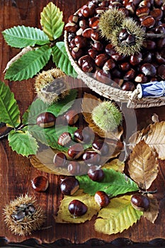 Sweet chestnuts