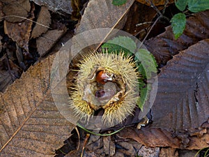 Sweet Chestnuts in Woodland with Leaves