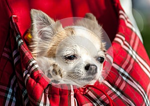 Sweet chihuahua dog inside red checkered bag