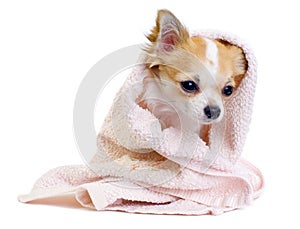 Sweet chihuahua with pink towel isolated