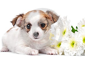 Sweet Chihuahua puppy with chrysanthemums flowers close-up isolated on white