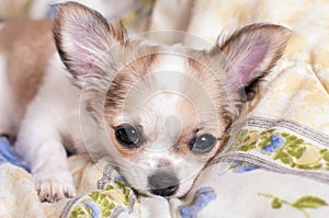 Sweet chihuahua puppy luxuriating in bed