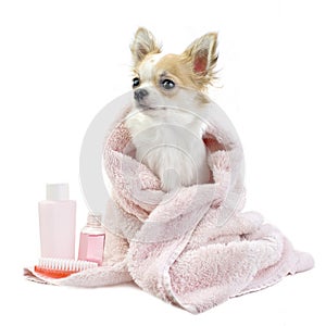 Sweet chihuahua with spa accessories isolated