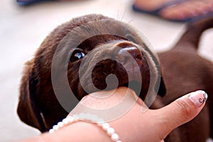 Sweet chocolate puppy playing