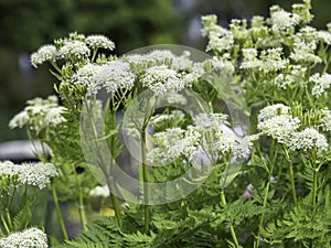 Sweet Cicely blooming in a garden in spring