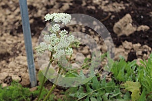 Sweet cicely in the garden