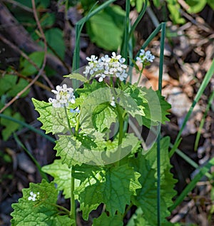 Sweet Cicely, Myrrhis odorata