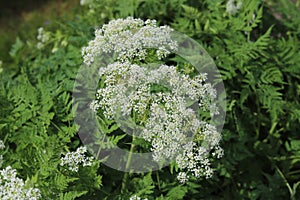 Sweet Cicely, Myrrhis odorata.