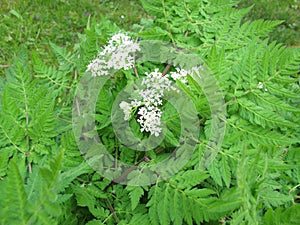 Sweet Cicely, Myrrhis odorata