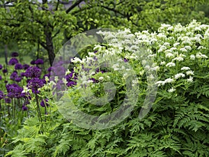 Sweet Cicely, Myrrhis odorata, aromatic herbal plant growing in a garden