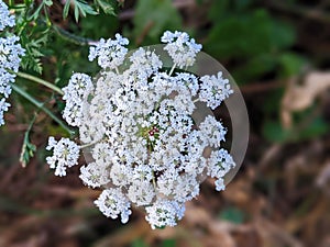 Sweet Cicely, Myrrhis odorata, aromatic plant, blooming in spring in a garden with white flowers