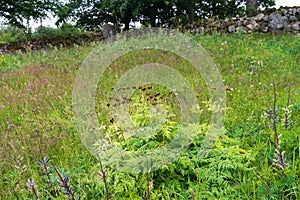 Sweet Cicely, Myrrhis odorata medicinal plant in summer photo