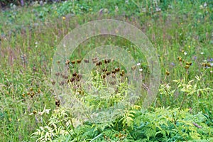 Sweet Cicely, Myrrhis odorata medicinal plant in summer, fruits