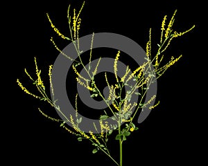 Sweet clover, lat. Melilotus officinalis, isolated on black background