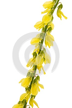 Sweet clover, lat. Melilotus officinalis, isolated on white background