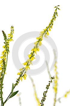 Sweet clover, lat. Melilotus officinalis, isolated on white background