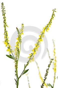 Sweet clover, lat. Melilotus officinalis, isolated on white background