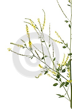 Sweet clover, lat. Melilotus officinalis, isolated on white background