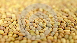 Sweet clover seeds background, top view, texture. Close-up - sweet clover seeds. Melilotus officinalis. Use as