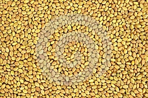 Sweet clover seeds background, top view, texture. Close-up - sweet clover seeds. Melilotus officinalis. Use as