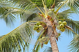 Sweet coconut palm tree with many young fruit on blue sky